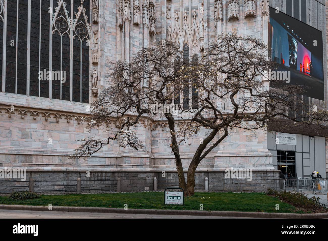 Magnifique magnolia en pleine croissance près du Duomo di Milano, en Italie Banque D'Images