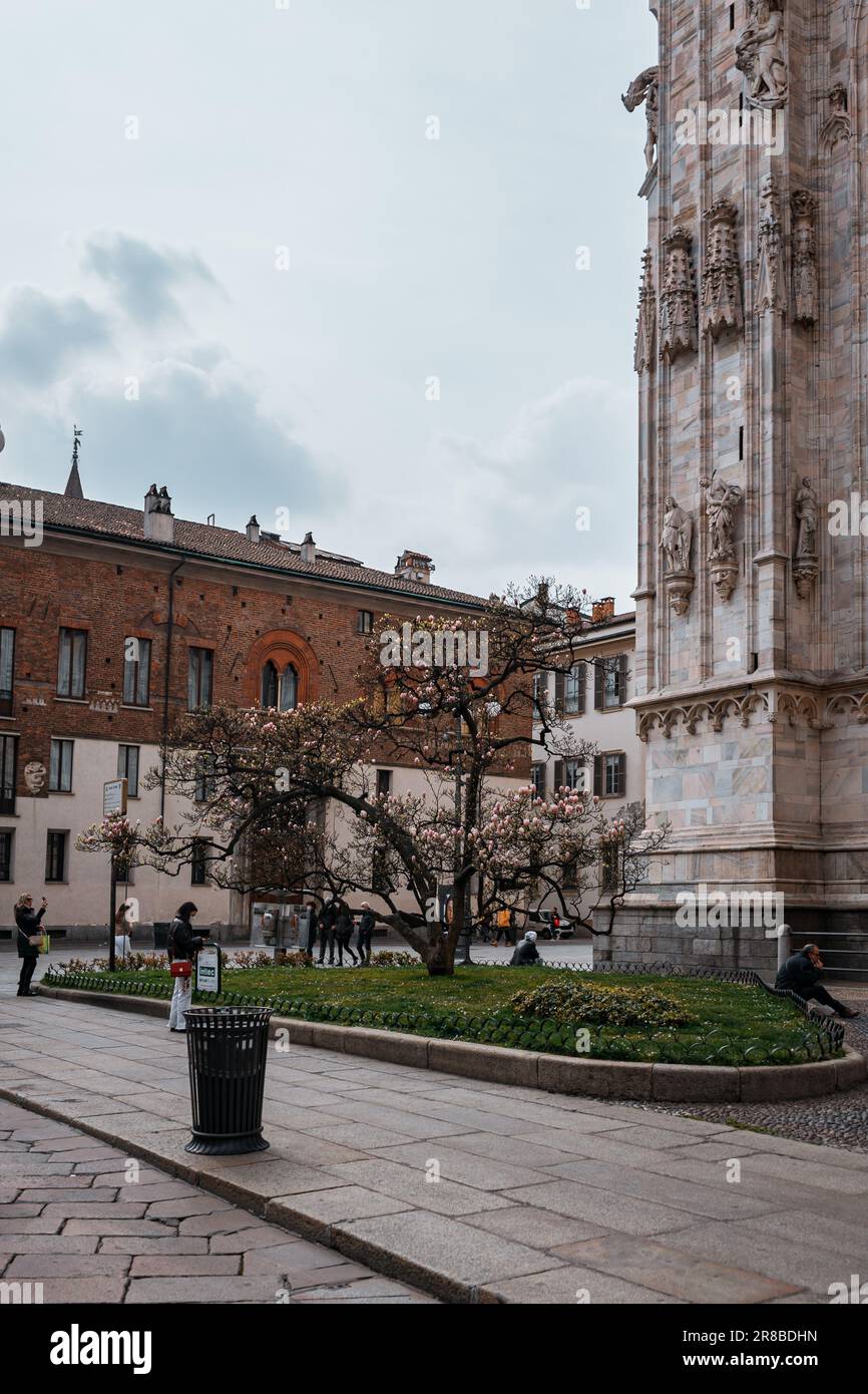 Magnifique magnolia en pleine croissance près du Duomo di Milano, en Italie Banque D'Images