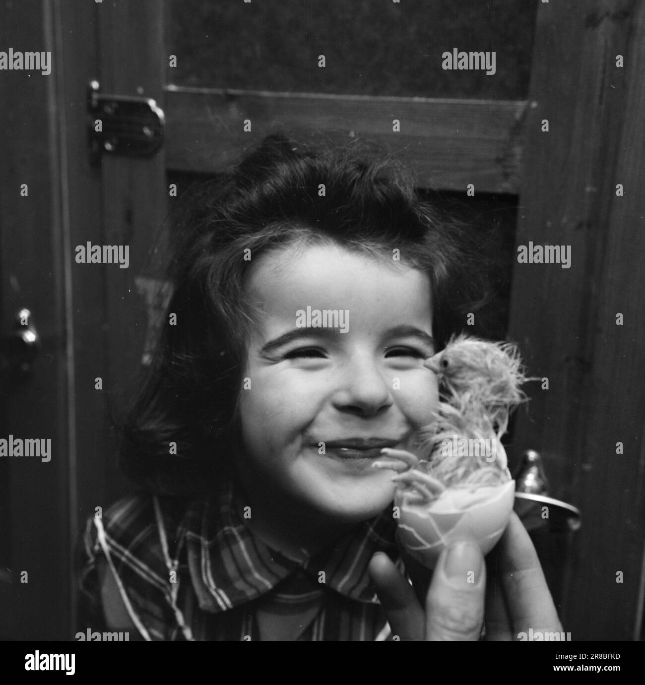 Actuel 18-3-1960: Le poulet de Pâques les oeufs blancs deviennent des peluches dorées. Dans une coopérative de poulet moderne, la vie d'amour, comme tout le reste, est entièrement automatisée. Ici, l'accouplement a lieu selon le calendrier, pour ainsi dire, et les sexes sont distribués sur la base de calculs mathématiques dans le but de la plus grande possible de rendement. Les naissances, l'alimentation, l'arrosage et le nettoyage passent sur un tapis roulant. C'est le petit Lotte qui a accueilli ce poulet de Pâques timide de sa coquille. La poule mère l'avait oublié il y a longtemps et était probablement occupée à pondre de nouveaux oeufs. Les poulets de Pâques d'aujourd'hui sont introduits dans le monde Banque D'Images Actuel 18-3-1960: Le poulet de Pâques les oeufs blancs deviennent des peluches dorées. Dans une coopérative de poulet moderne, la vie d'amour, comme tout le reste, est entièrement automatisée. Ici, l'accouplement a lieu selon le calendrier, pour ainsi dire, et les sexes sont distribués sur la base de calculs mathématiques dans le but de la plus grande possible de rendement. Les naissances, l'alimentation, l'arrosage et le nettoyage passent sur un tapis roulant. C'est le petit Lotte qui a accueilli ce poulet de Pâques timide de sa coquille. La poule mère l'avait oublié il y a longtemps et était probablement occupée à pondre de nouveaux oeufs. Les poulets de Pâques d'aujourd'hui sont introduits dans le monde Banque D'Images