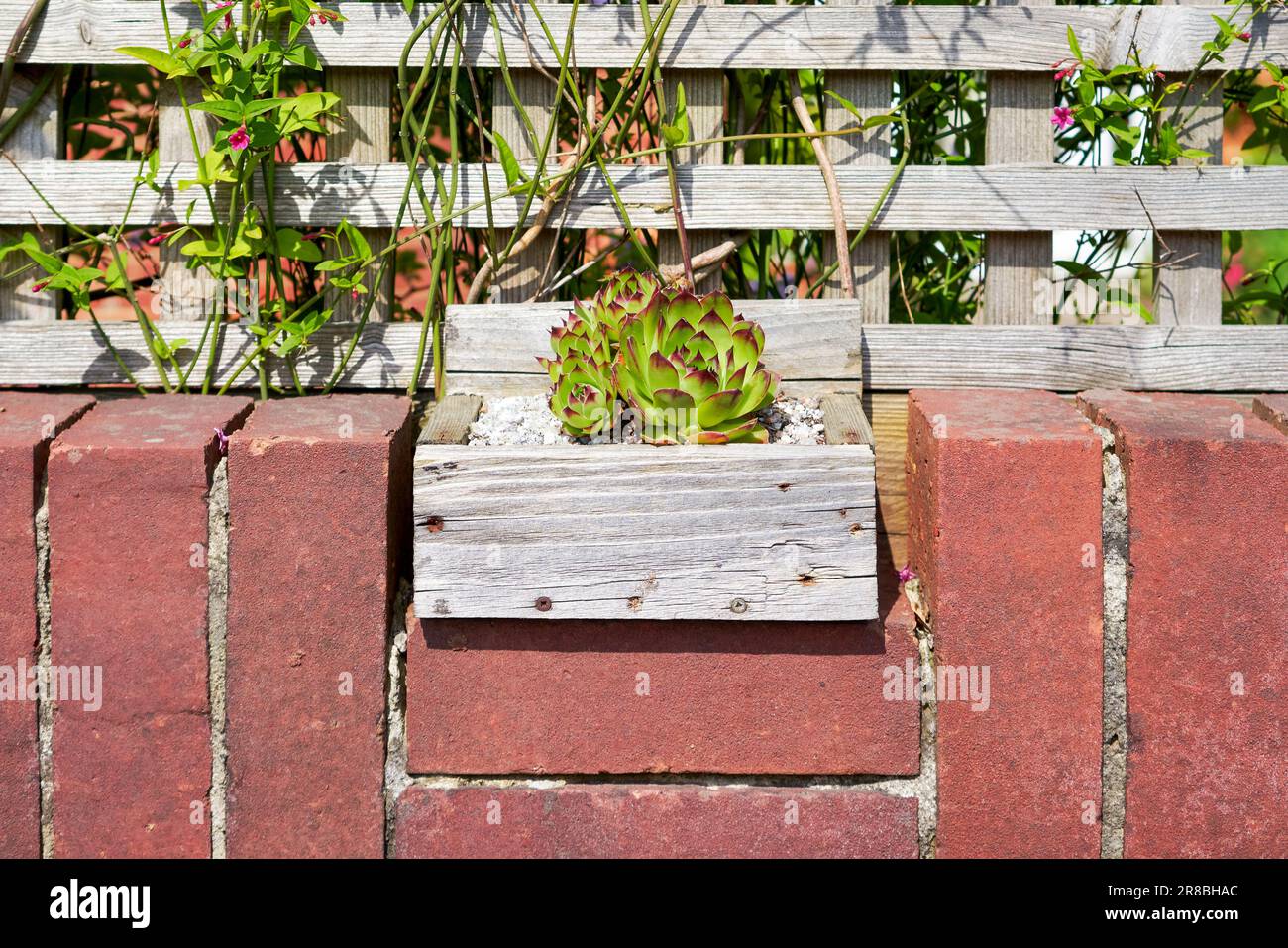 Petite boîte en bois contenant une plante succulente placée au sommet d'un mur en brique rouge avec des plantes et des treillis derrière Banque D'Images
