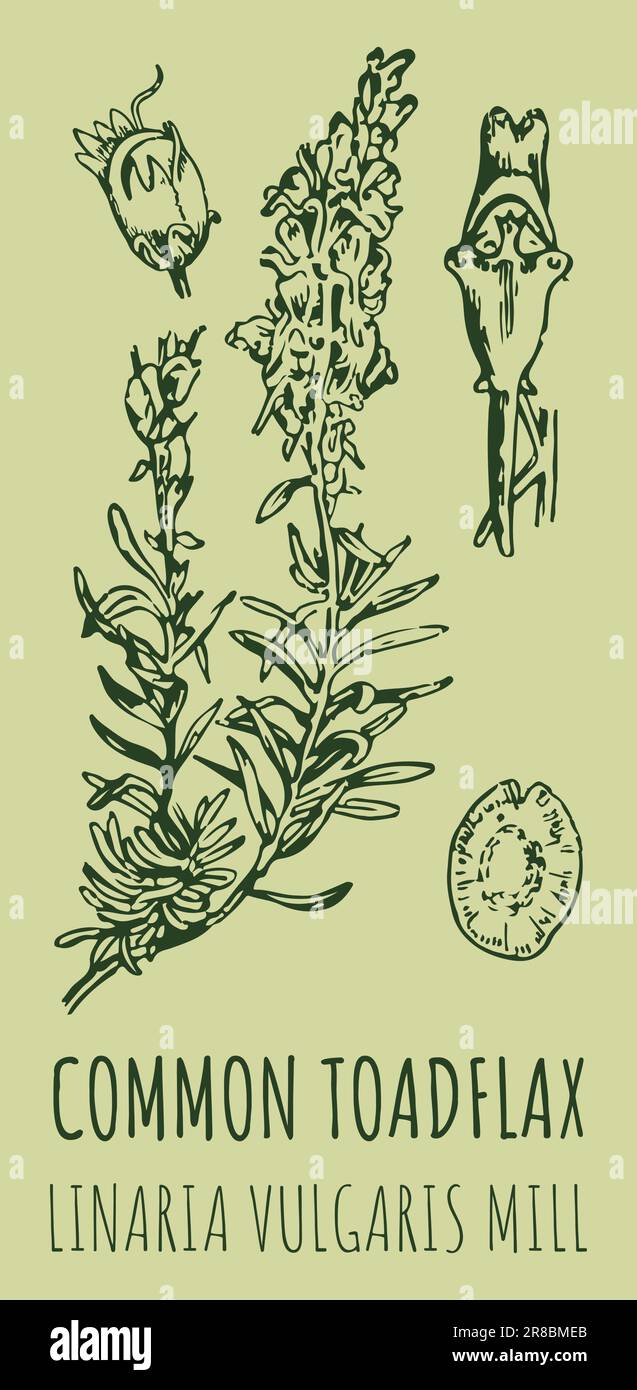 Dessins vectoriels TOADLIN COMMUN. Illustration dessinée à la main. Nom latin LINARIA VULGARIS Illustration de Vecteur