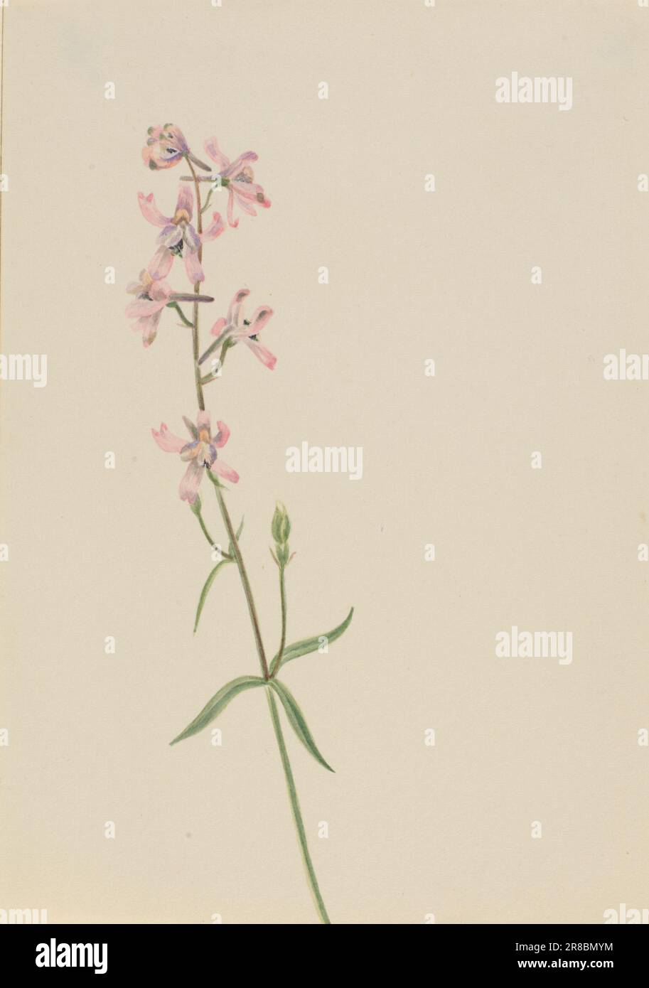 Sans titre--Etude de fleur ca. 1900-1930 par Mary Vaux Walcott, née Philadelphie, PA 1860-décédée St. Andrews, Nouveau-Brunswick, Canada 1940 Banque D'Images