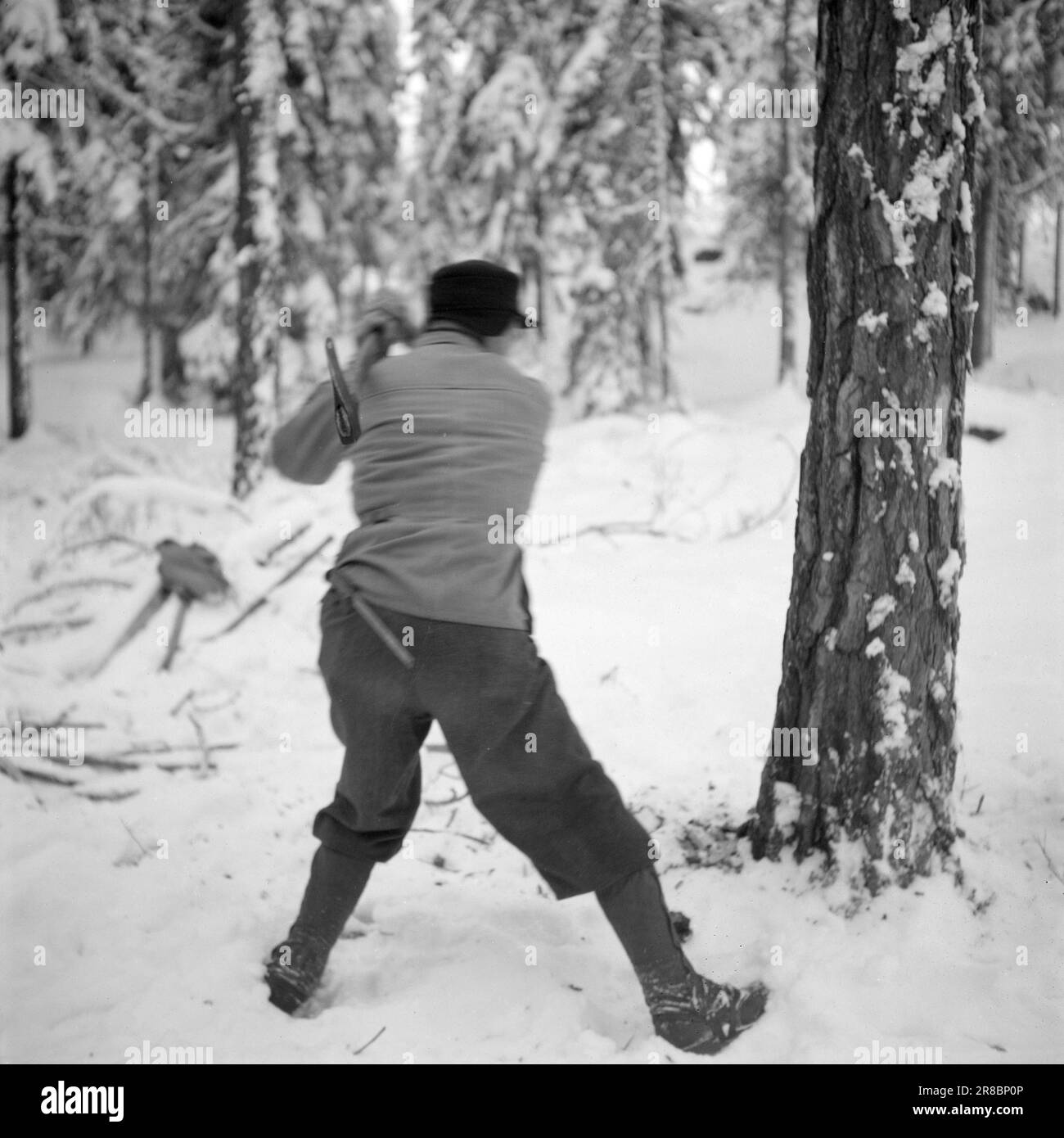 Effectif 02-1948: Sønsterud, TømmerhogstskoleChainsaw formation à l'École professionnelle des travailleurs forestiers de Sønsterud. -CORRECT! La position de départ correcte pour la coupe de piège la position du corps est lâche et libre, les pieds sont bien éloignés les uns des autres, l'angle de travail correct dans les genoux, l'avant contre le tronc, la hache près de l'épaule. Super ! Photo; TH. Skotaam / Aktuell / NTB ***PHOTO NON TRAITÉE*** Banque D'Images