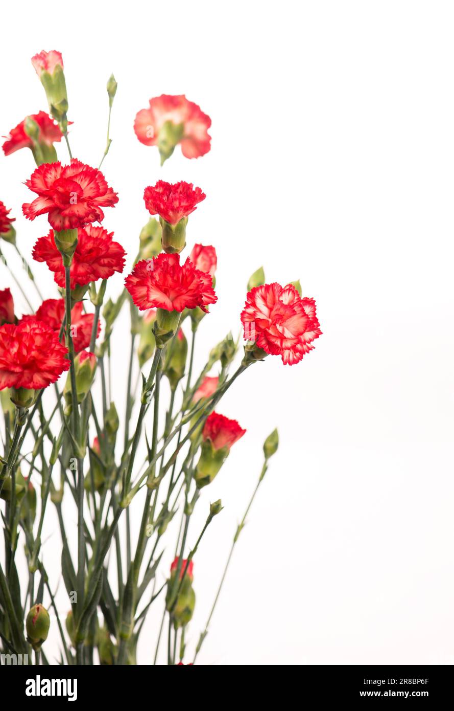 Fleurs d'oeillet rouge isolé sur fond blanc Banque D'Images