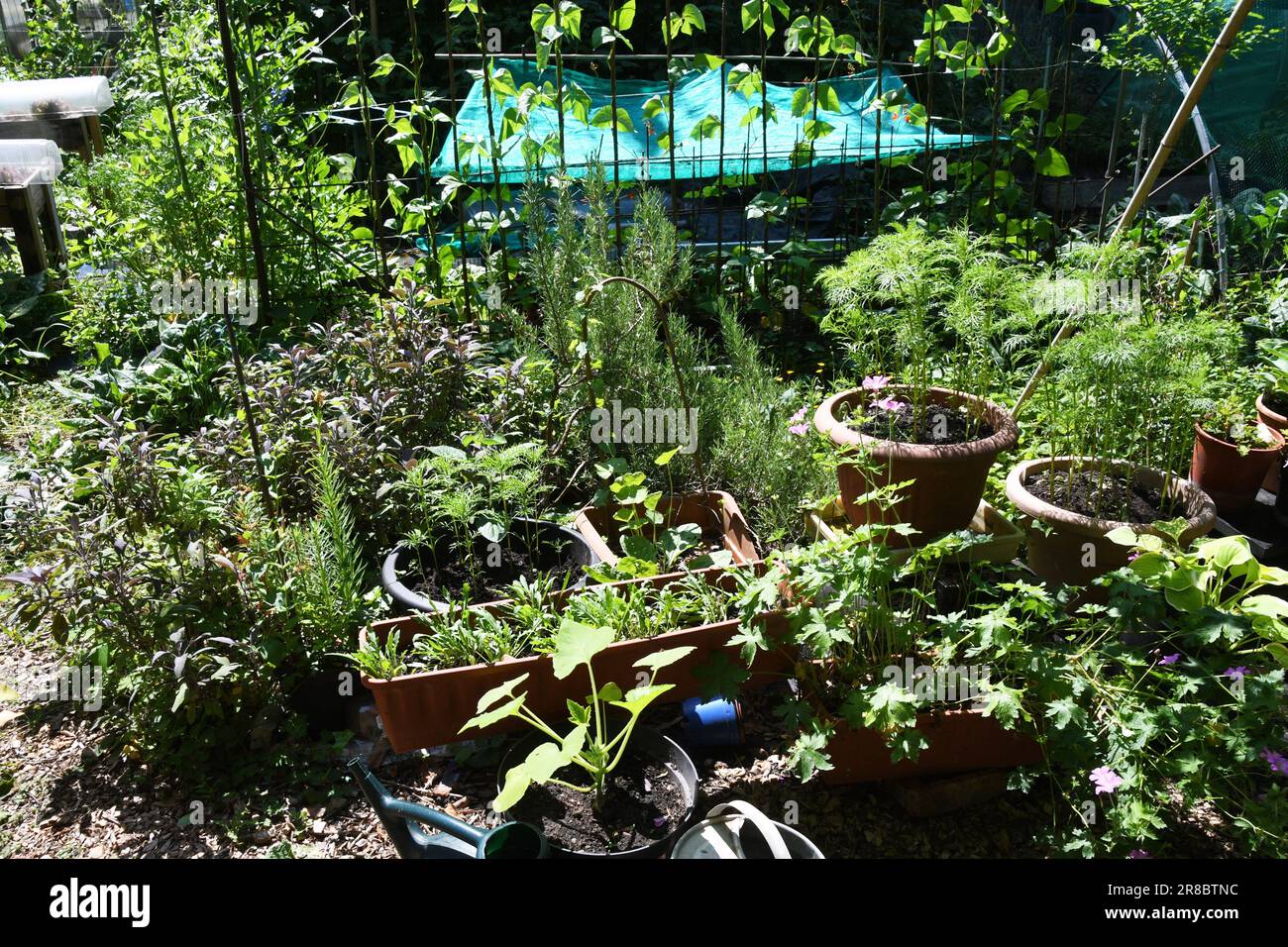 Techniques de plantation et de culture de style jungle mises en pratique sur une allotissement dans le Somerset. Cette méthode fournit une protection pour les plantes, y compris Banque D'Images