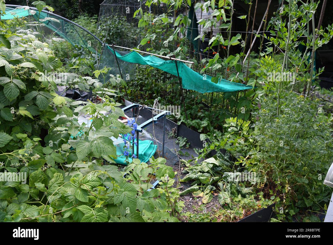 Techniques de plantation et de culture de style jungle mises en pratique sur une allotissement dans le Somerset. Cette méthode fournit une protection pour les plantes, y compris Banque D'Images