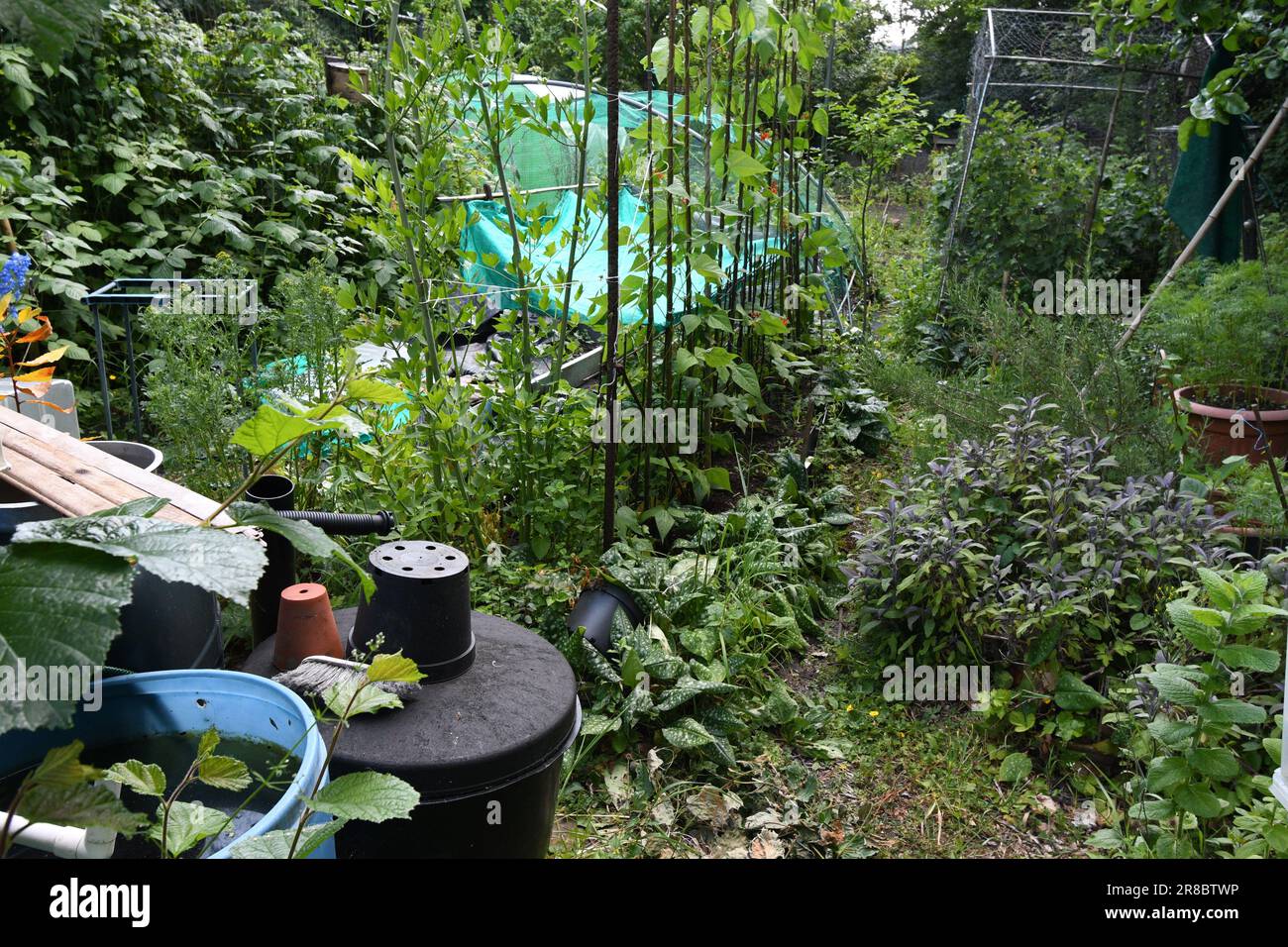 Techniques de plantation et de culture de style jungle mises en pratique sur une allotissement dans le Somerset. Cette méthode fournit une protection pour les plantes, y compris Banque D'Images