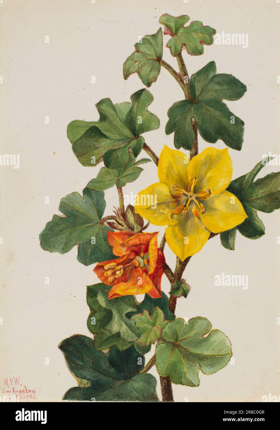 Fremontia mexicain (Fremontodendron mexicanum) 1926 par Mary Vaux Walcott, née Philadelphie, PA 1860-mort St. Andrews, Nouveau-Brunswick, Canada 1940 Banque D'Images