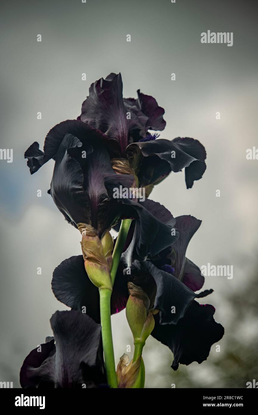 Fleur d'iris avec fleur violette dans ciel frais gris jour dans les grandes montagnes Banque D'Images