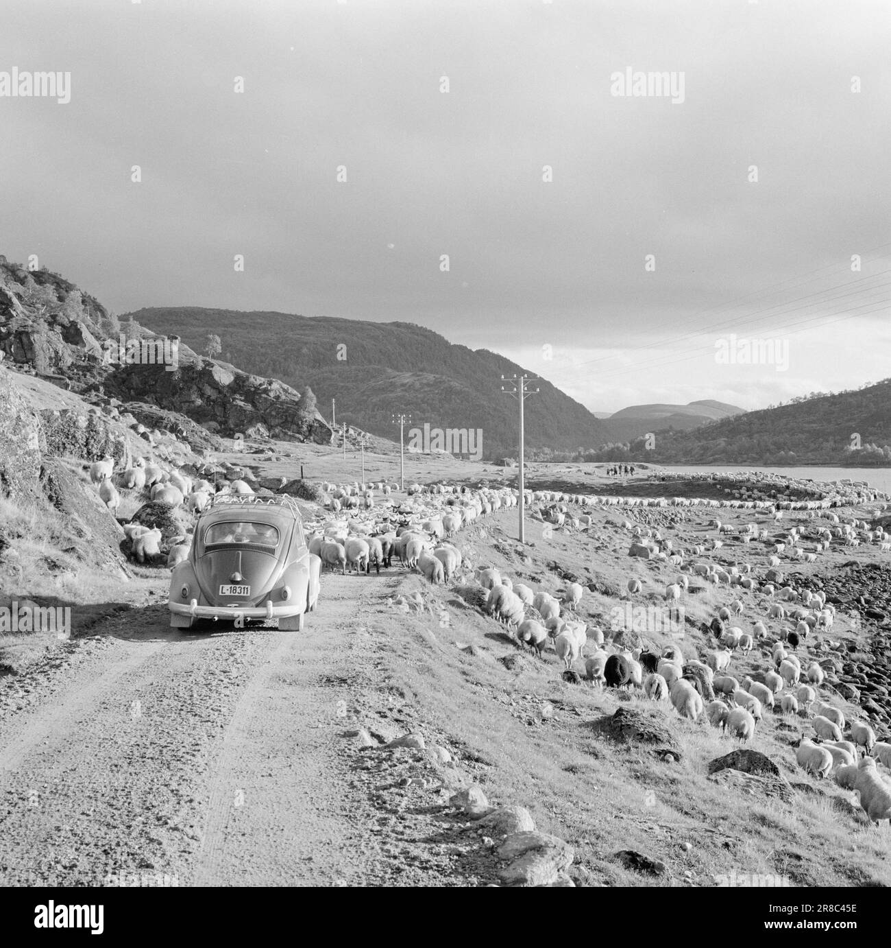 Actuel 42-1-1960: Bye Bye!! L'été est terminé. Troupeau de moutons à Sirdal. Les moutons sont ramenés du pâturage d'été. Kilomètre après kilomètre, le ruisseau de chair du détroit se déforme dans la vallée. Tandis que les fermes de moutons sont sur leur chemin vers les pots de viande, d'autres trafics doivent céder la place. Photo: Ivar Aaserud / Aktuell / NTB ***PHOTO NON TRAITÉE*** Banque D'Images