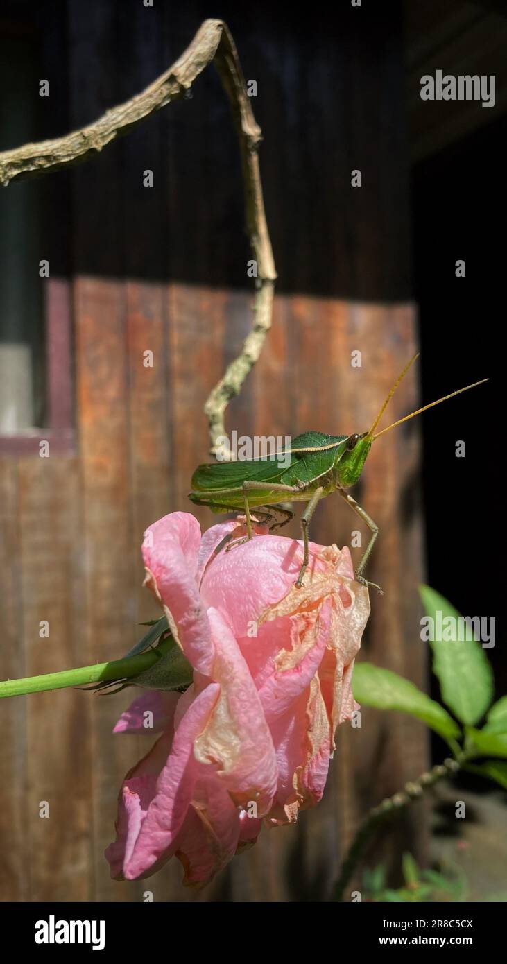 Gros plan d'un grand katydide vert sur une fleur rose sauvage. Banque D'Images