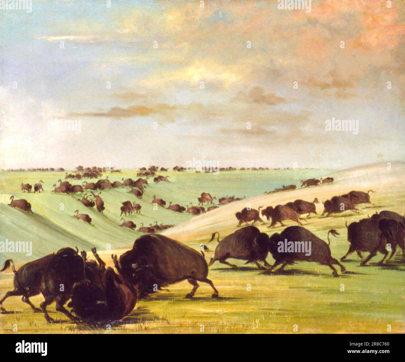 Buffalo Bulls Fighting in Running Season, Upper Missouri 1837-1839 par George Catlin, né Wilkes-barre, PA 1796-mort Jersey City, NJ 1872 Banque D'Images