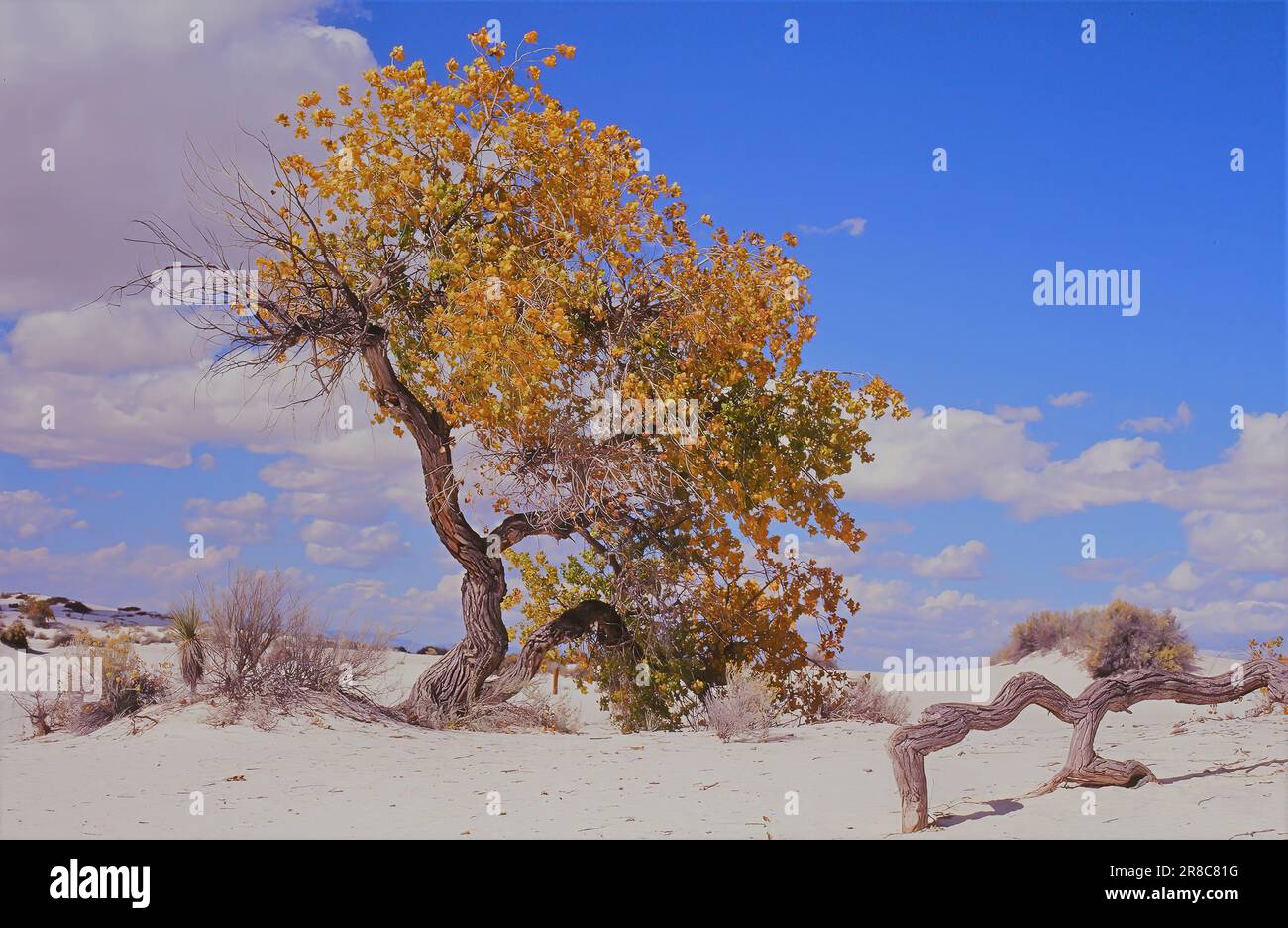 Cottonwood en automne au parc national de White Sands, Nouveau-Mexique Banque D'Images