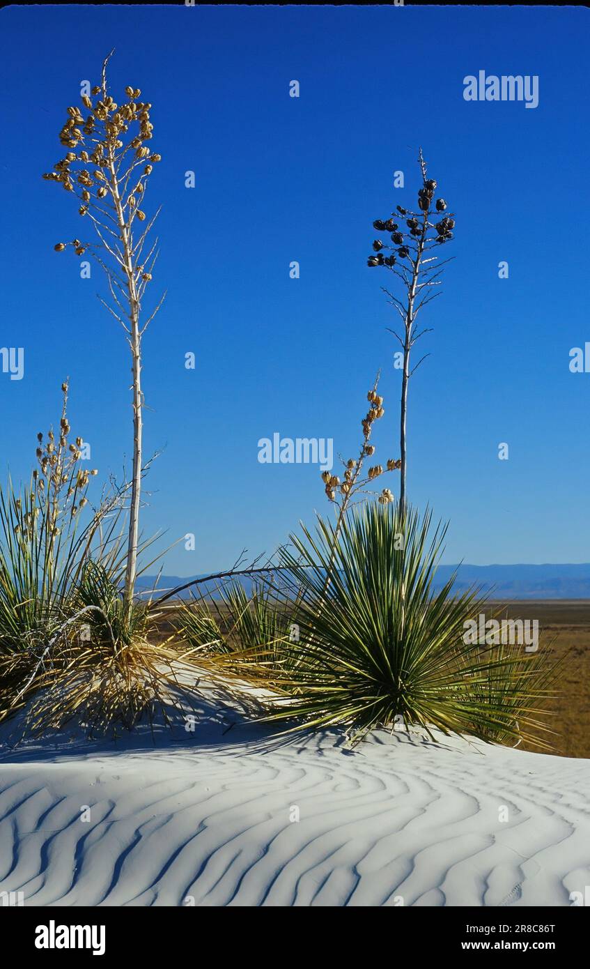 SOAP Tree Yucca au parc national de White Sands, Nouveau-Mexique Banque D'Images