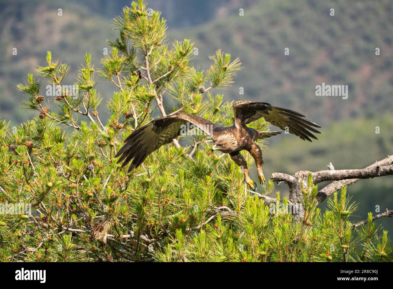 Aigle d’or Banque D'Images