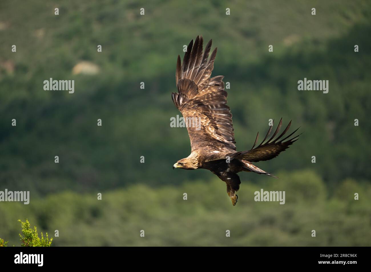 Aigle d’or Banque D'Images