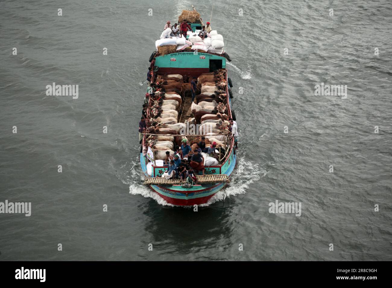 Beaucoup de vaches viennent de différents districts du Bangladesh à Dhaka ville en bateau devant Eid-al Adha, ce festival de musulmans sacrifient des vaches an Banque D'Images