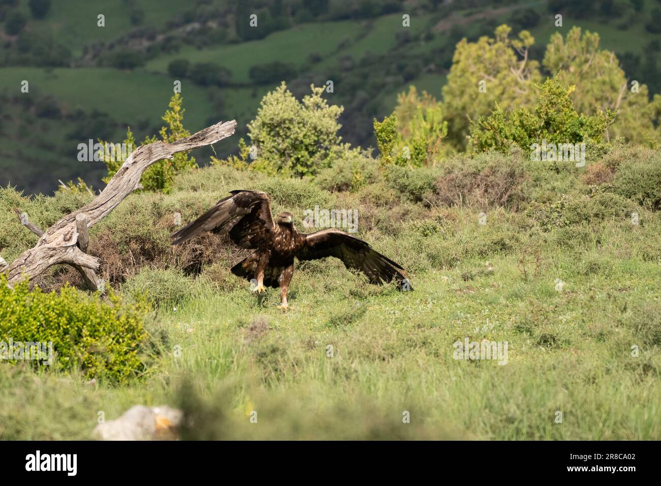 Aigle d’or Banque D'Images