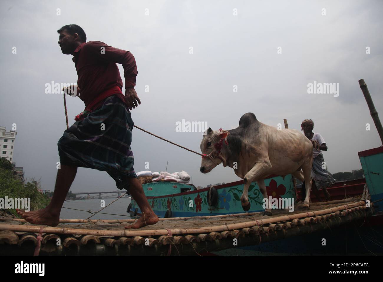 Dhaka Bangladesh 20jun2023 commerçants déchargeant un navire d'animaux sacrificiels pour le prochain Aïd al-Adha au marché aux bovins de Dhaka Bangladesh. Nazmul Islam/alamy Live News. Banque D'Images