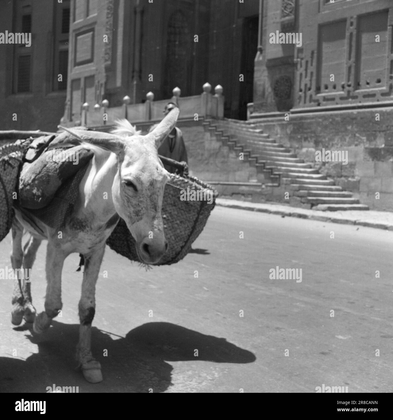 Courant 2-4-1960: Courte rencontre avec l'Égypte l'Égypte de Nasser est le pays de contradictions étourdissantes, et beaucoup plus que des pyramides et des chameaux. Photo: Asmund Rørslett / Aktuell / NTB ***PHOTO NON TRAITÉE Banque D'Images