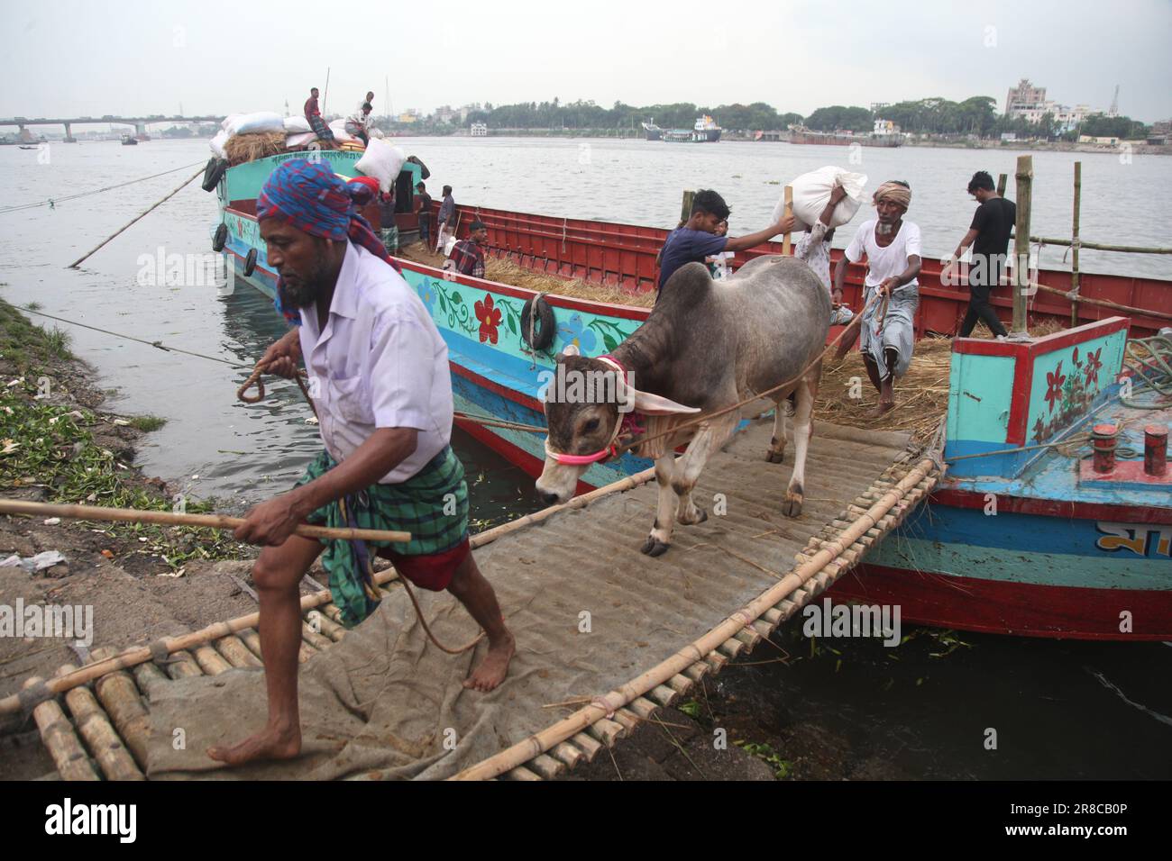 Dhaka Bangladesh 20jun2023 commerçants déchargeant un navire d'animaux sacrificiels pour le prochain Aïd al-Adha au marché aux bovins de Dhaka Bangladesh. Nazmul Islam/alamy Live News. Banque D'Images
