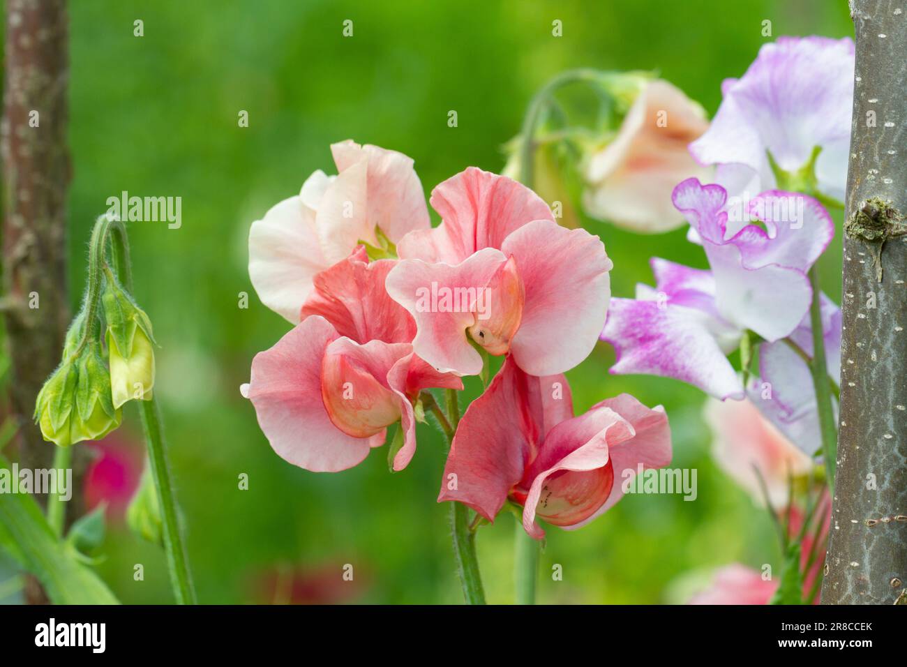 Lathyrus odoratus, pois doux au parfum vif, poussant dans un jardin d'été. Essex, Grande-Bretagne. Banque D'Images