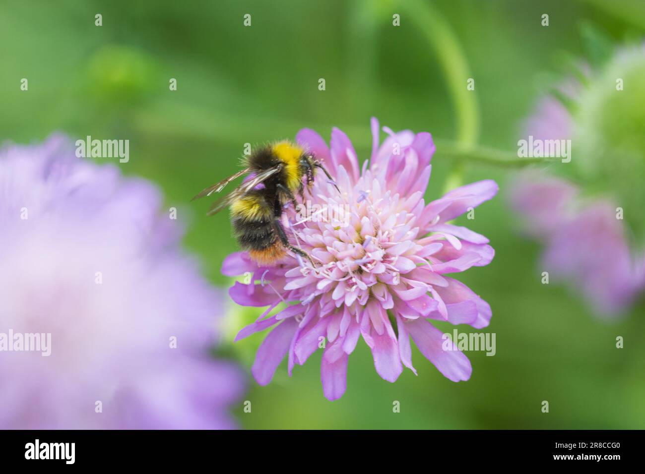 Nature / abri de jardinage - Un bourdon pour nectar sur plante florale Scabious. Helen Cowles / Alamy Banque D'Images