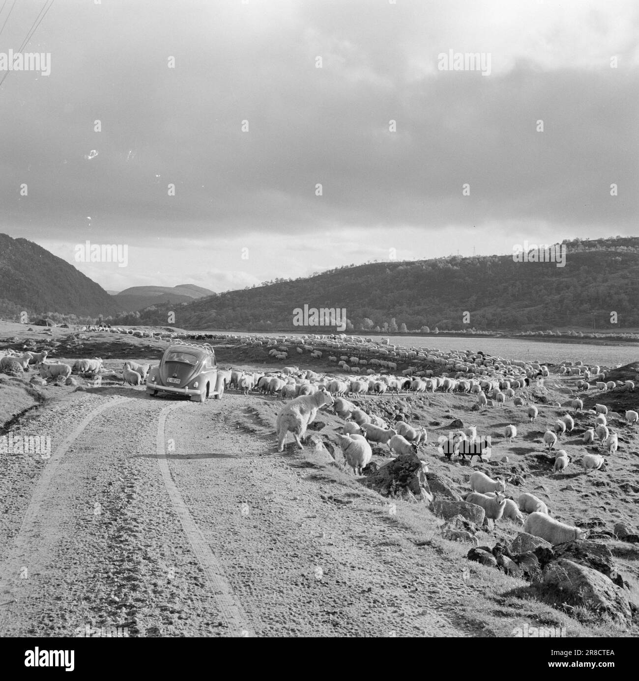 Actuel 42-1-1960: Bye Bye!! L'été est terminé. Troupeau de moutons à Sirdal. Les moutons sont ramenés du pâturage d'été. Kilomètre après kilomètre, le ruisseau de chair du détroit se déforme dans la vallée. Tandis que les fermes de moutons sont sur leur chemin vers les pots de viande, d'autres trafics doivent céder la place. Photo: Ivar Aaserud / Aktuell / NTB ***PHOTO NON TRAITÉE*** Banque D'Images