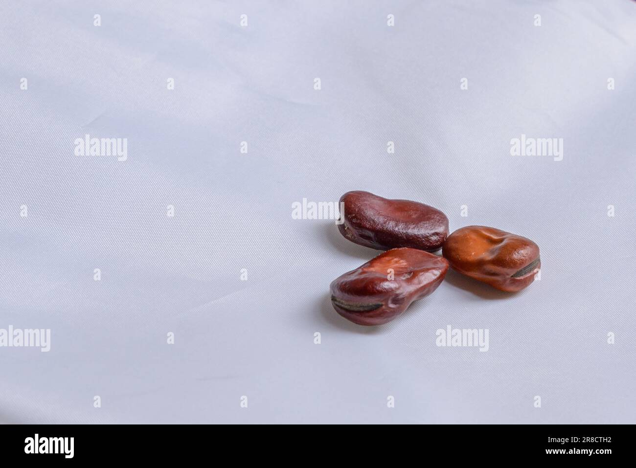 Trio de haricots fava (alias haricots chanceux d'a St. Autel de Joseph) sur fond blanc Banque D'Images