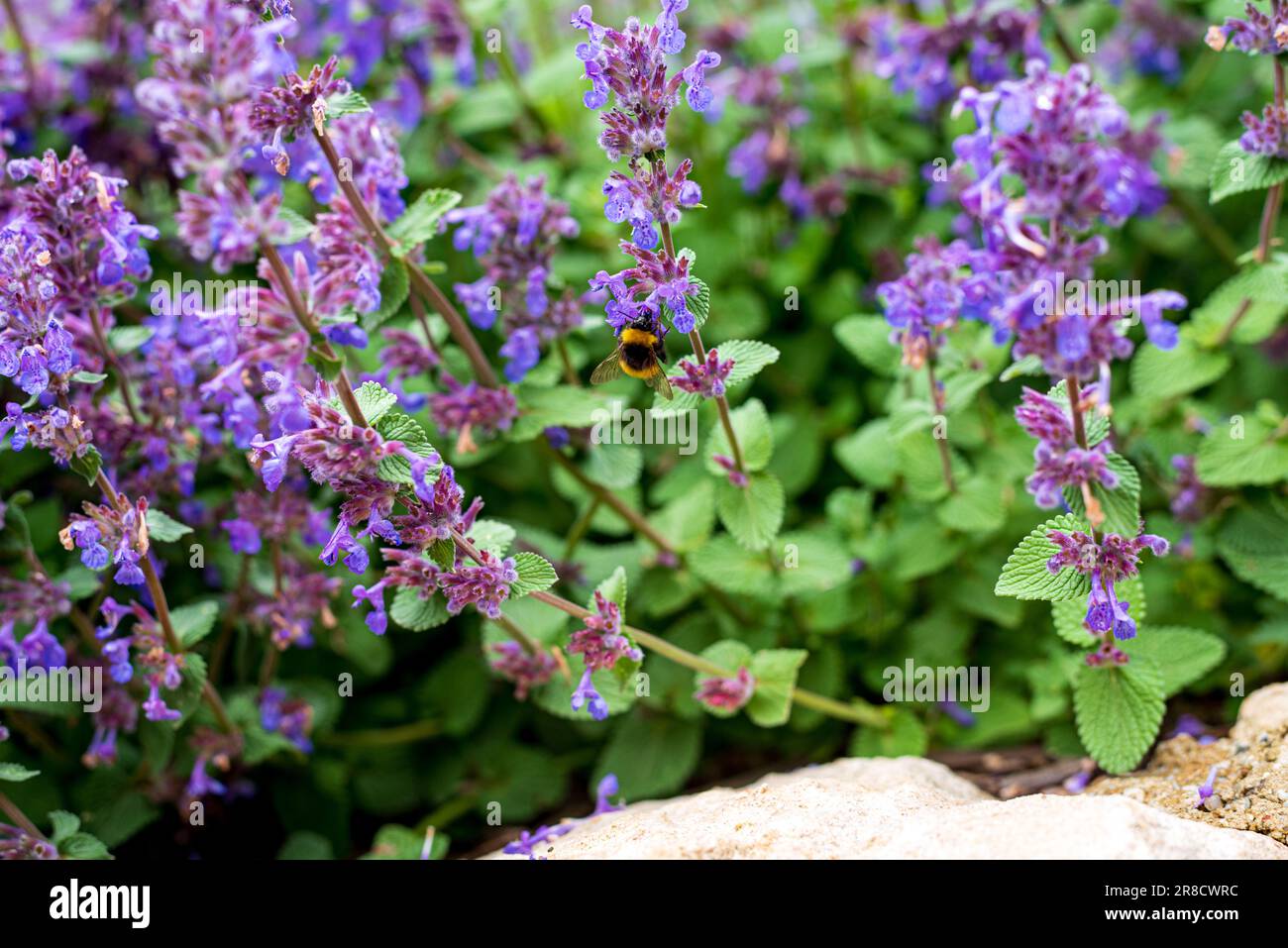 Salvia verticillata, la sauge lilas ou le clary à tête blanche, est une plante herbacée vivace indigène à une vaste zone allant de l'Europe centrale à l'Asie occidentale, et Banque D'Images