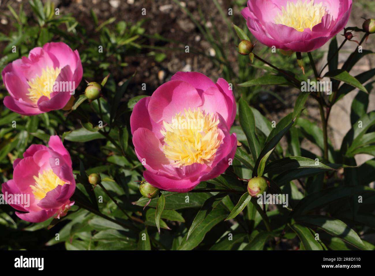 Fleurs de pivoine rose violet en fleur, Paeonia Banque D'Images