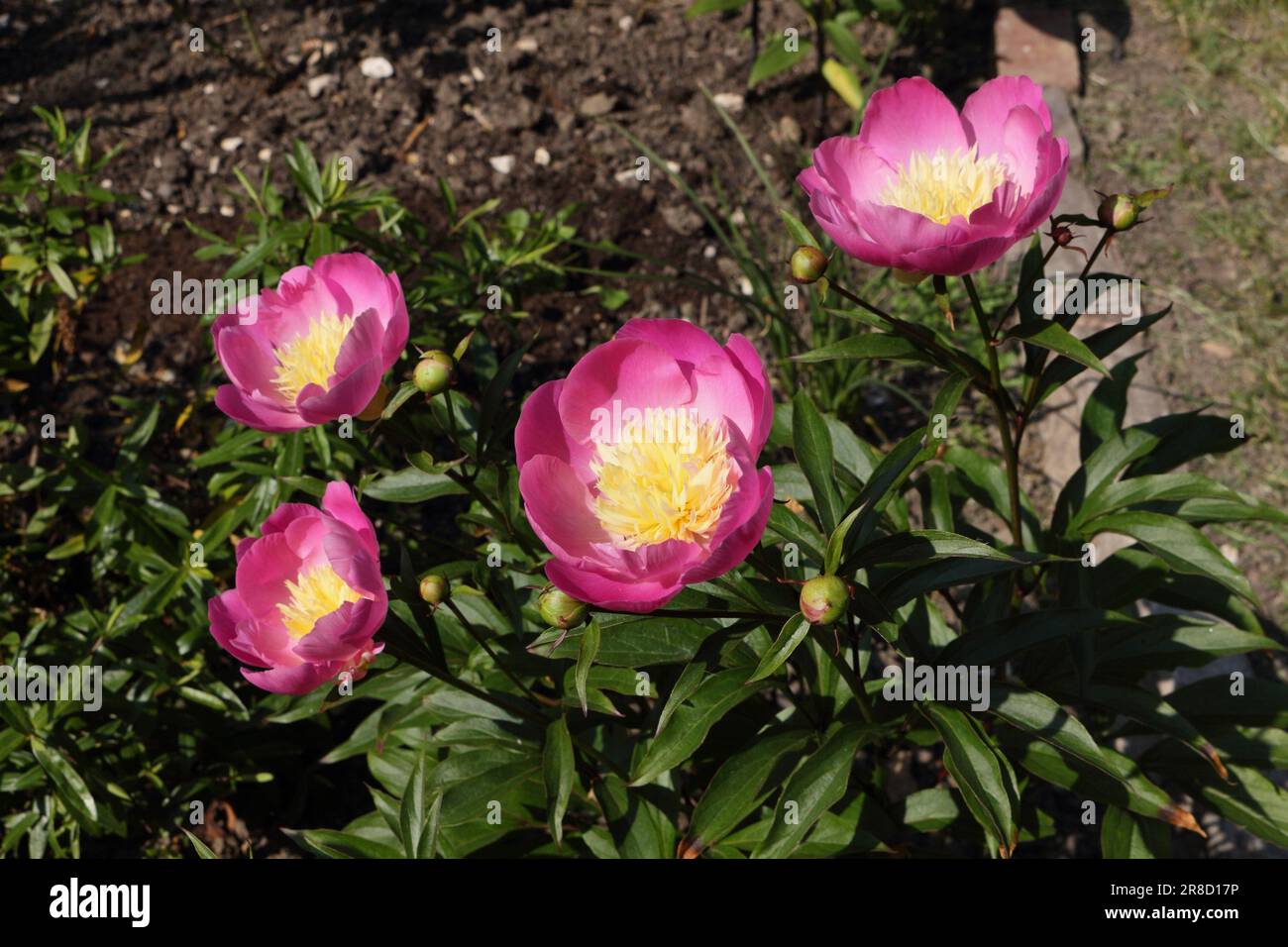 Fleurs de pivoine rose violet en fleur, Paeonia Banque D'Images