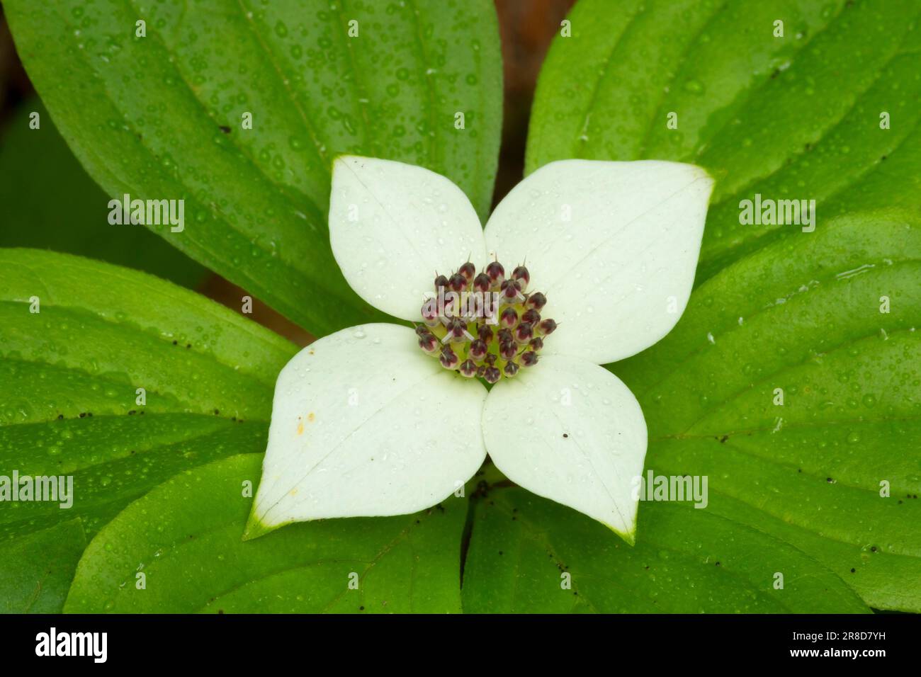 Baie de Bunchberry (Cornus canadensis) le long de Lost Creek nature Trail, forêt nationale du Mont Hood, Oregon Banque D'Images