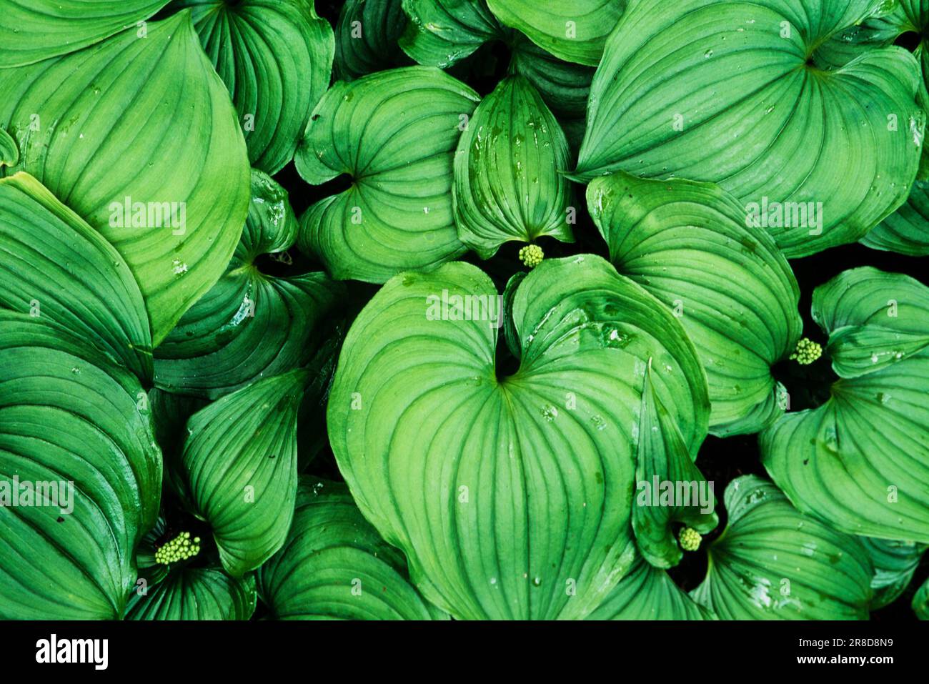 Image du Lily sauvage de la vallée, île de Vancouver, C.-B., Canada Banque D'Images