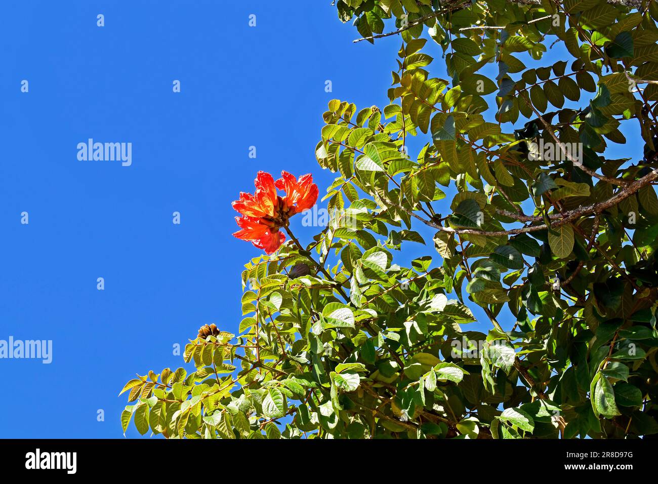 Fleurs de tulipes africaines (Spathodea campanulata), Teresopolis, Brésil Banque D'Images