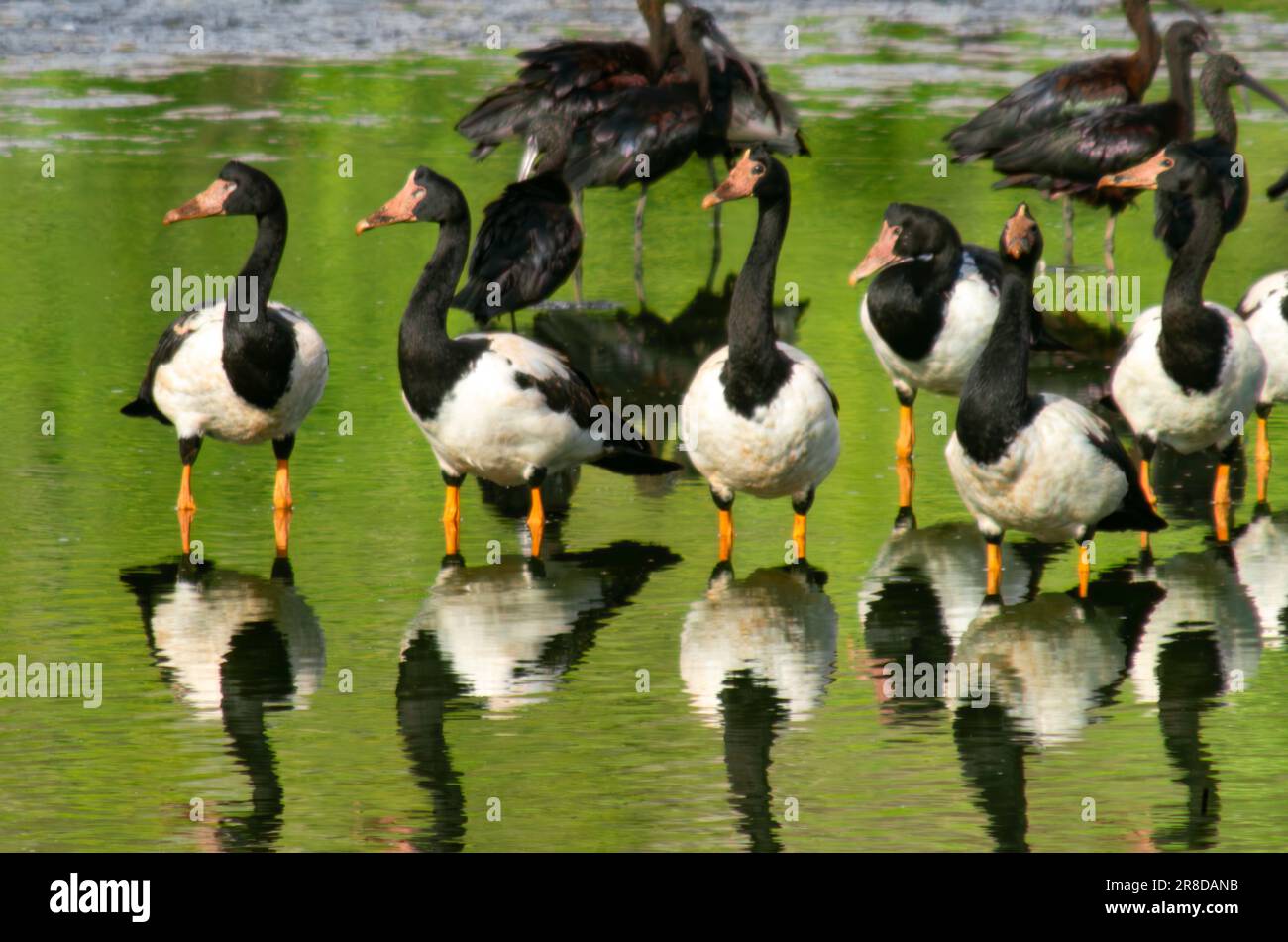 Magpie Geese, Hastie Swamp, Nth Queensland, Australie. Banque D'Images