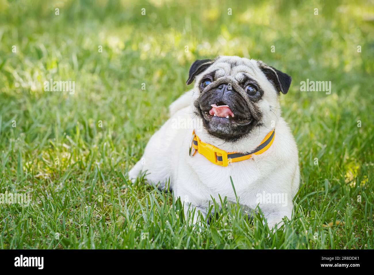 Chien mignon couché sur fond d'herbe verte. Banque D'Images