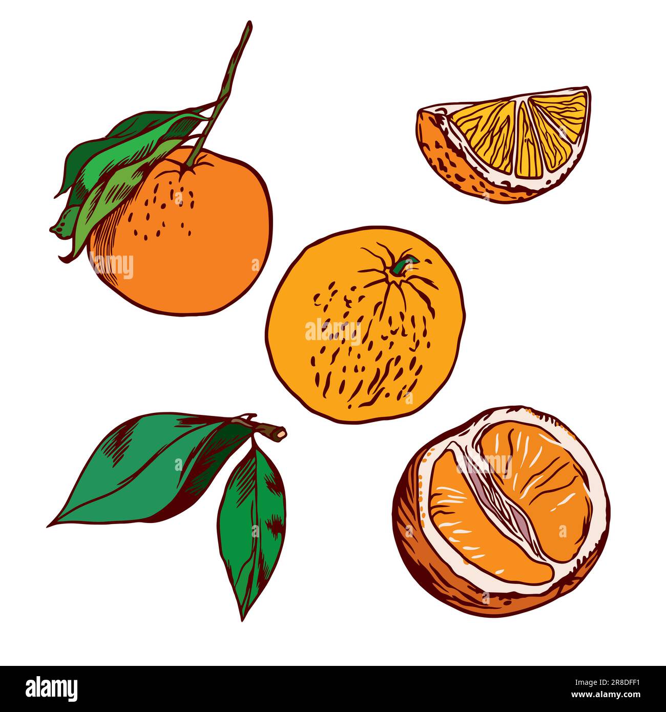 Fruits orange, feuilles, tranches d'orange. Illustration vectorielle orange sur fond blanc. Papier d'emballage, étiquettes et couvertures pour produits alimentaires et cosmétiques Illustration de Vecteur