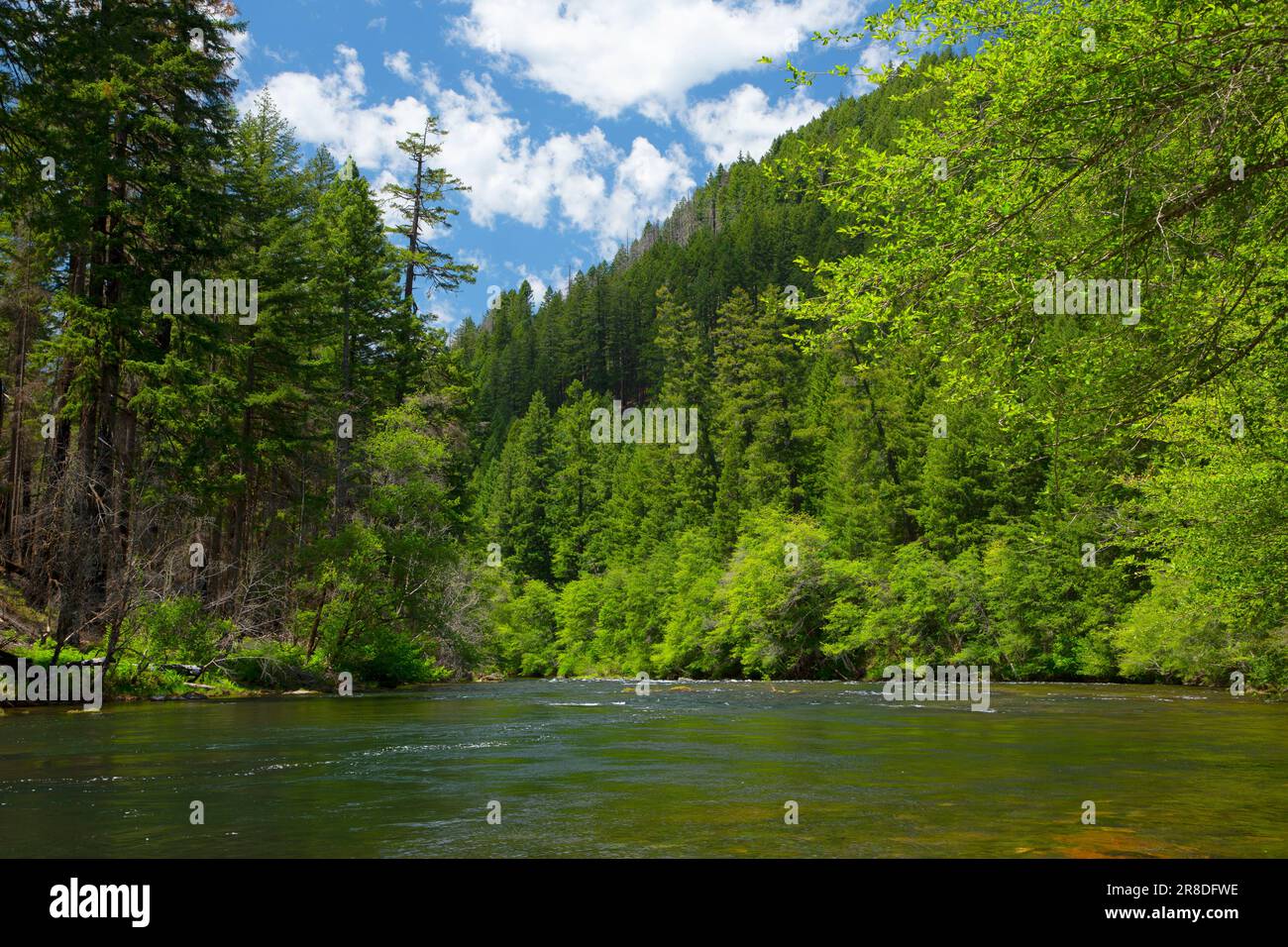 North Umpqua Wild and Scenic River, Umpqua National Forest, Rogue-Umpqua National Scenic Byway, Oregon Banque D'Images