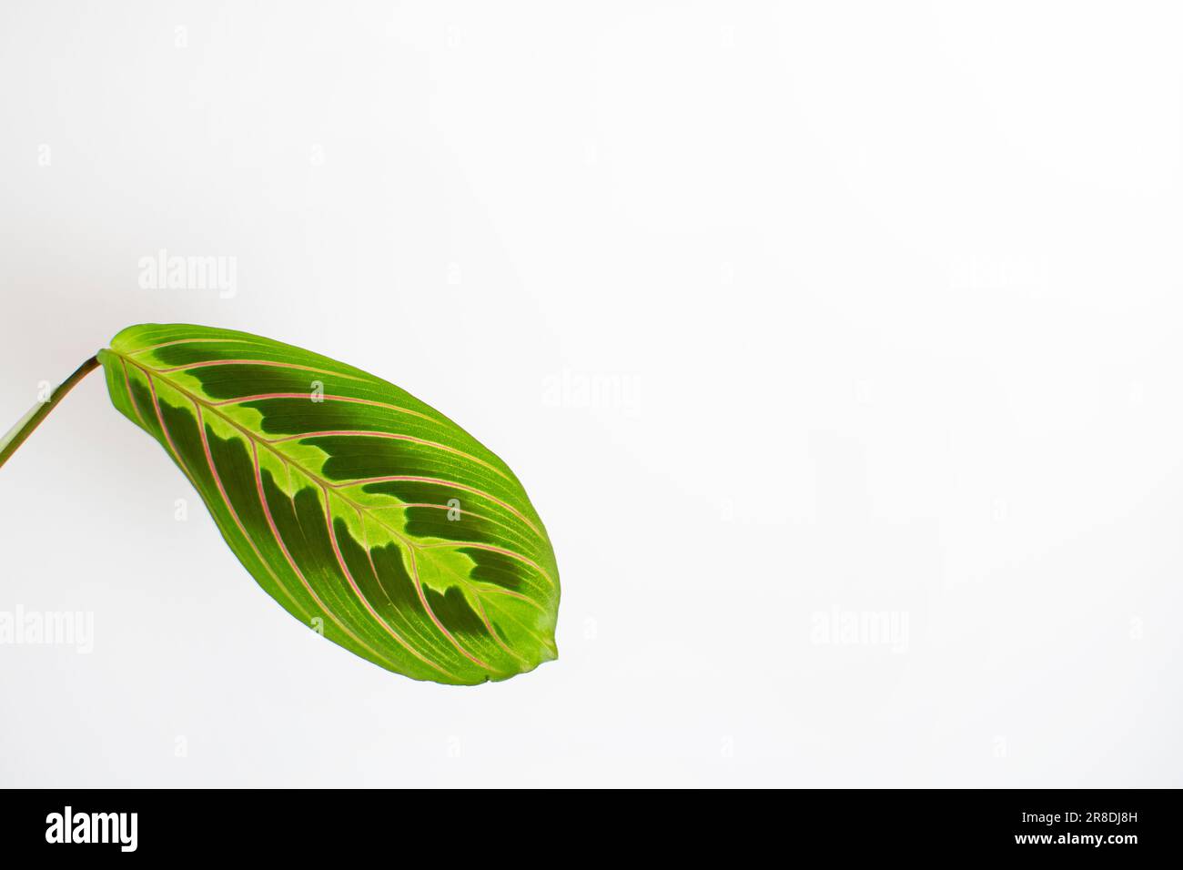 La plante de prière (Maranta leuconeura) isolée sur la feuille de fond blanche. Feuille verte avec nervures rouges Banque D'Images