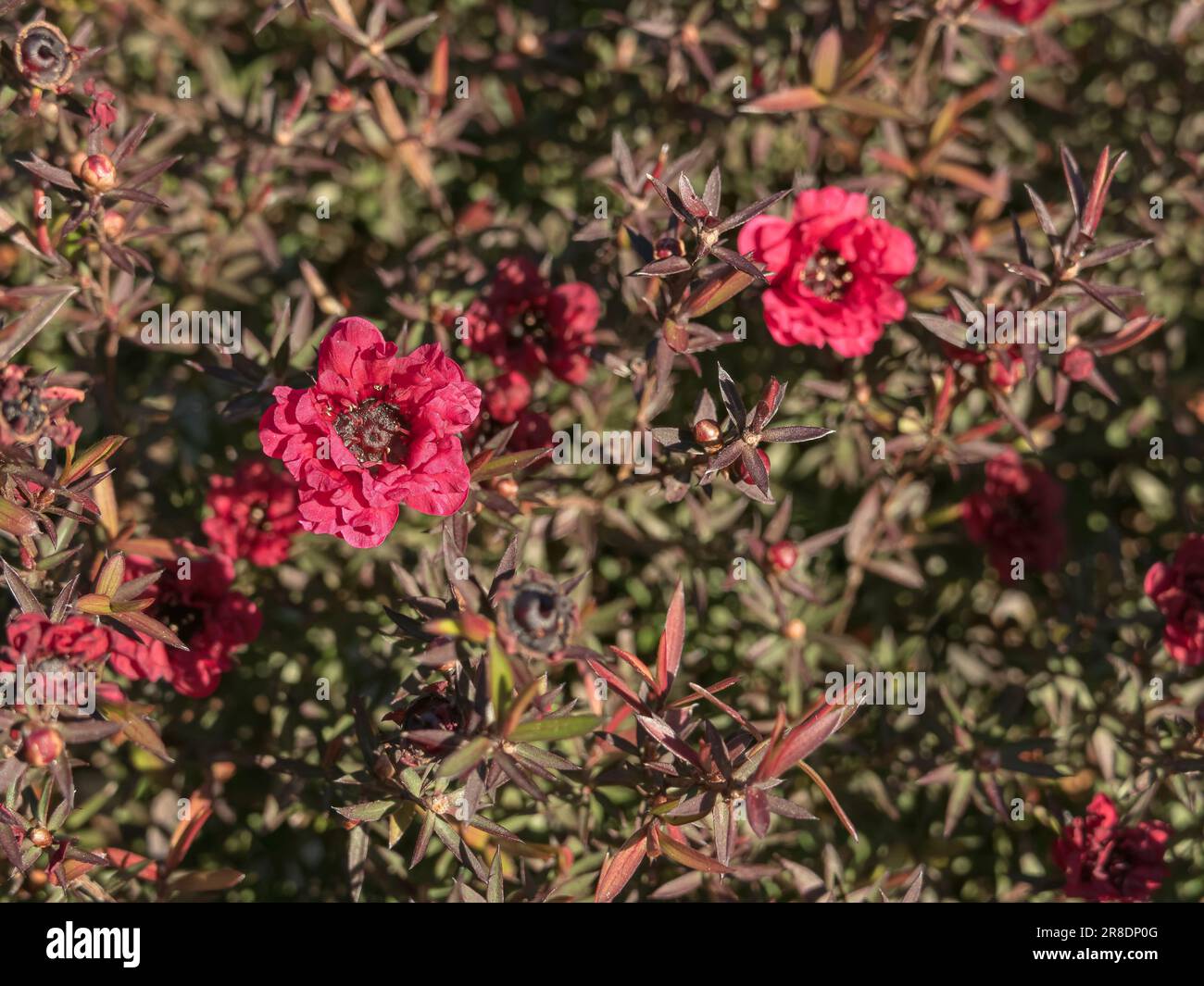 Plante d'arbre de thé avec des fleurs rouges leptospermum scoparium Banque D'Images
