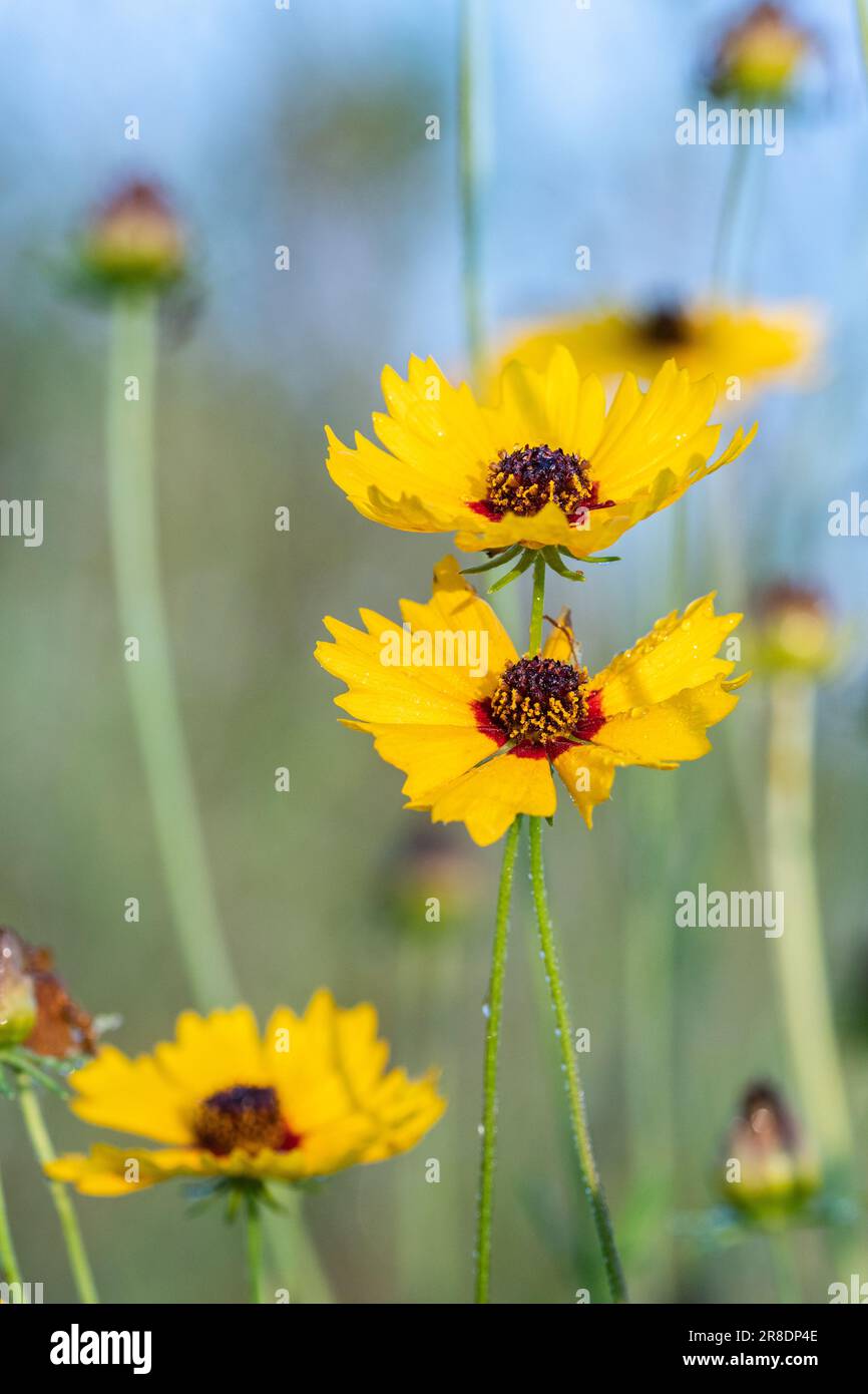 Coreopsis basalis, ou tickseed à onde dorée, vu d'en dessous contre un ciel bleu. Banque D'Images