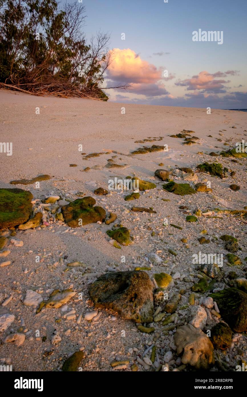 Lady Elliot Island Banque D'Images