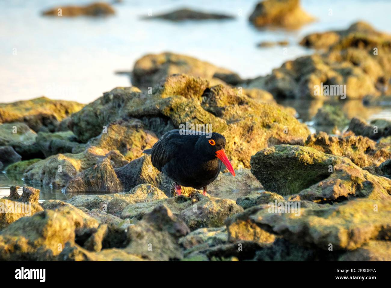 Lady Elliot Island Banque D'Images