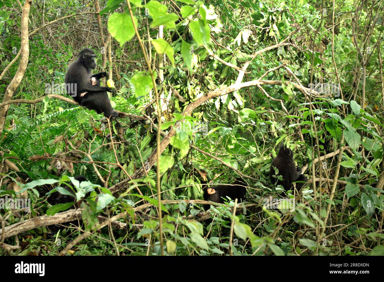 Les macaques à crête de Sulawesi (Macaca nigra) fourragent dans la forêt de basses terres de Tangkoko, dans le nord de Sulawesi, en Indonésie. Le changement climatique peut réduire l'adéquation des espèces primates à l'habitat, ce qui pourrait les forcer à sortir d'habitats sûrs et à faire face à des conflits potentiels avec l'homme, disent les scientifiques. Bien que menacé de braconnage, ce singe endémique est également parfois considéré comme un ravageur en raison de son activité de ravage des cultures dans la province de Sulawesi du Nord en Indonésie. Une ONG locale a suggéré aux agriculteurs de planter des cultures moins économiques dans la zone située entre les forêts et les fermes agricoles. Banque D'Images