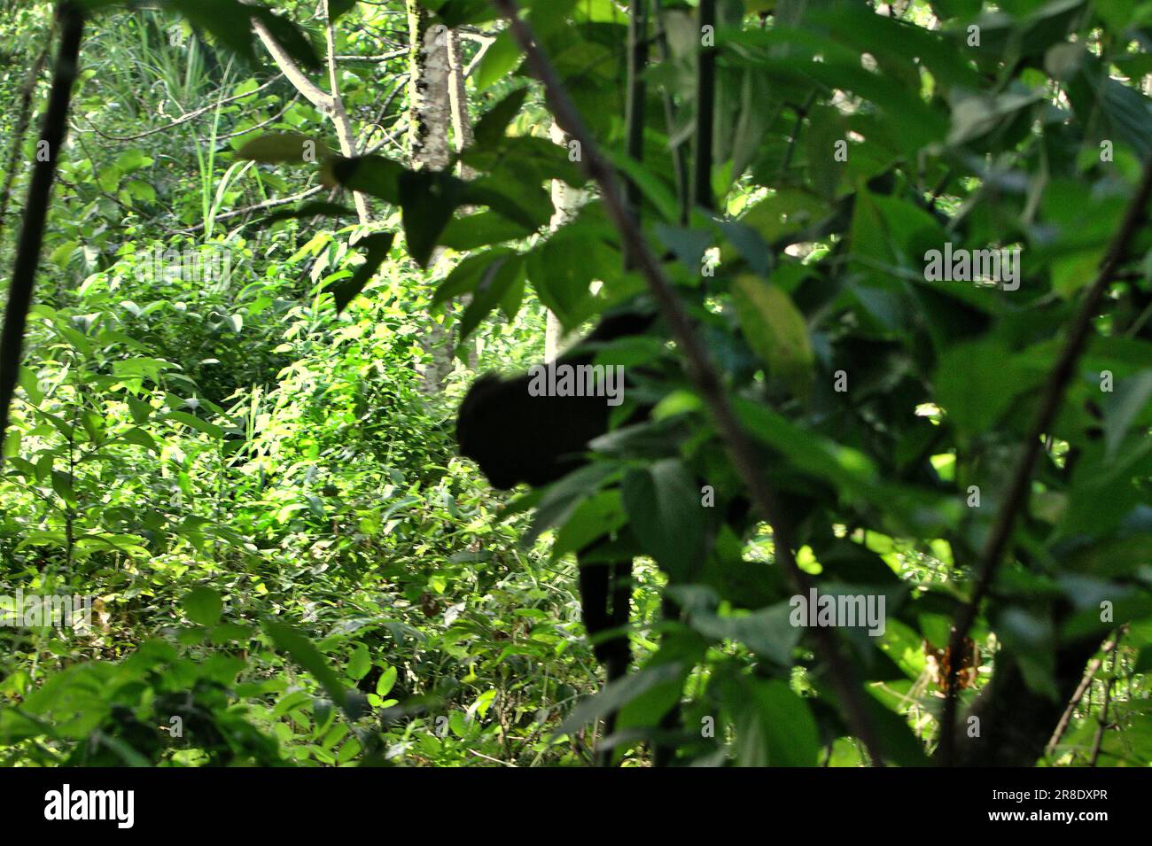 La végétation forestière est photographiée au premier plan de la silhouette d'un macaque à crête (Macaca nigra), qui est en partie visible sur un arbre lors de la cueillette à Taman Wisata Alam Batuputih (parc naturel de Batuputih) près de la réserve naturelle de Tangkoko dans le nord de Sulawesi, en Indonésie. Le changement climatique peut réduire l'adéquation des espèces primates à l'habitat, ce qui pourrait les forcer à sortir d'habitats sûrs et à faire face à des conflits potentiels avec l'homme, disent les scientifiques. Tout en faisant face à une menace de braconnage, ce singe endémique est également parfois considéré comme un ravageur en raison de son activité de raiding des cultures. Banque D'Images