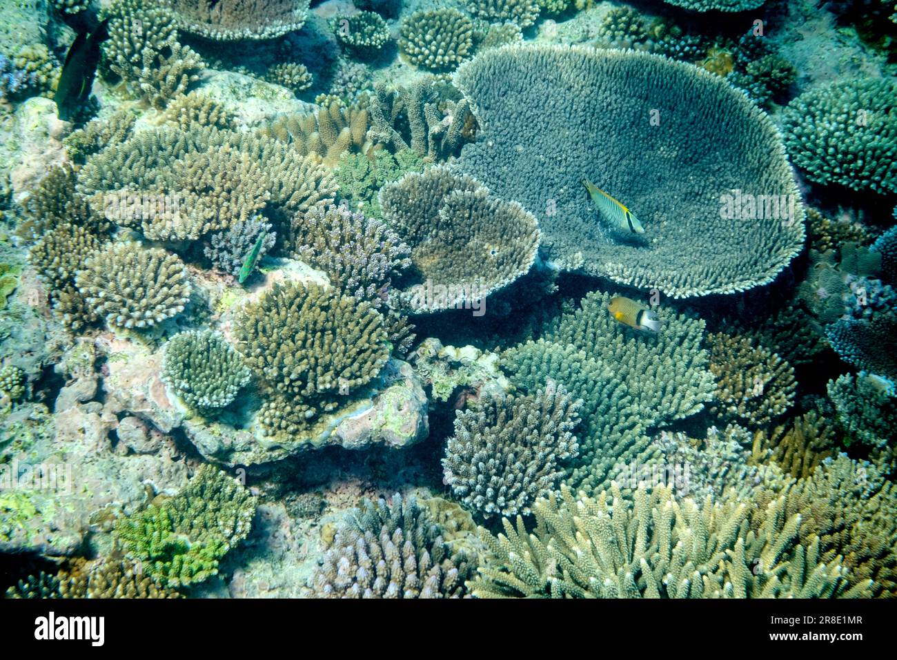 Lady Elliot Island Banque D'Images