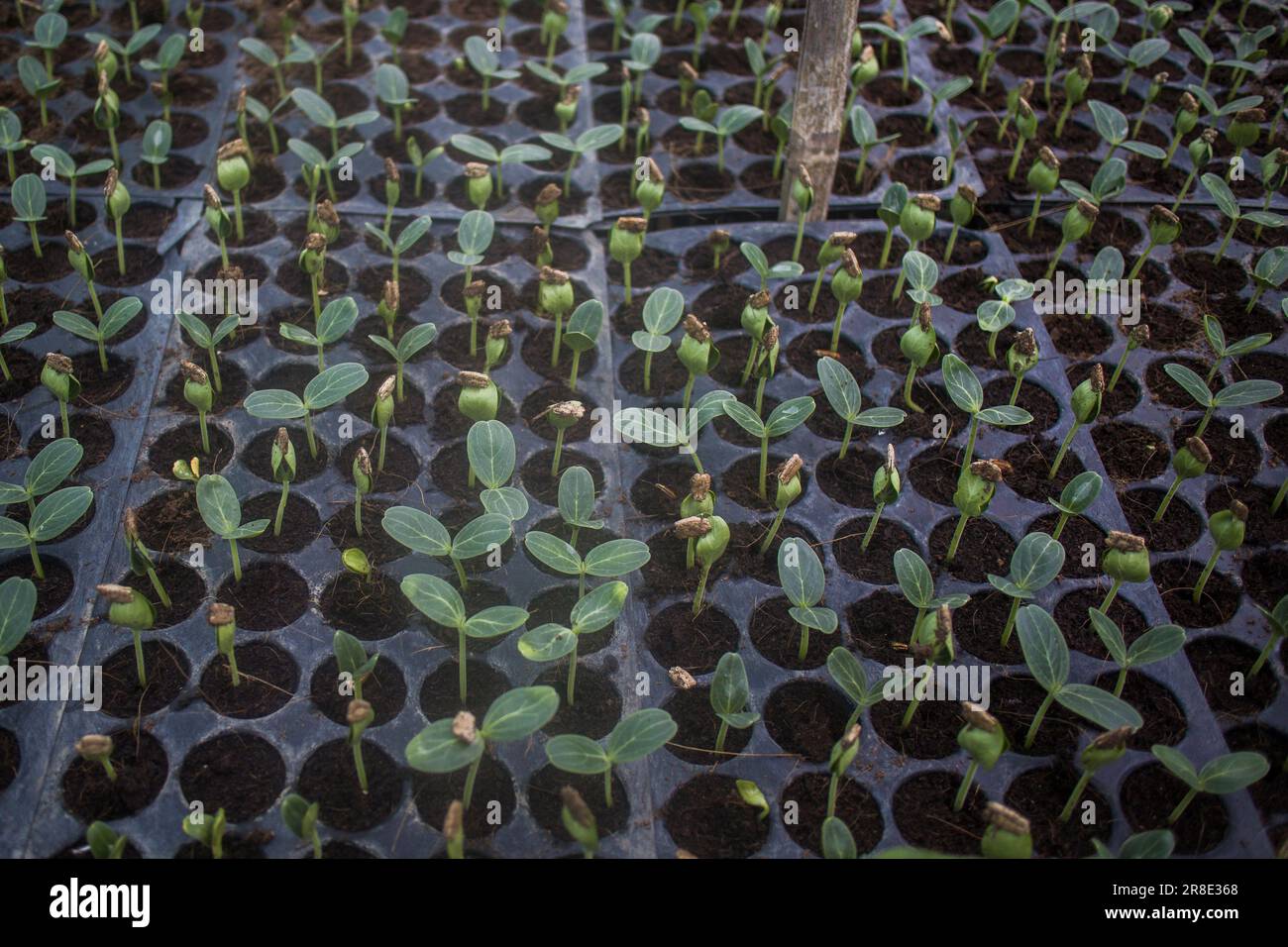 Gros plan de différents types de semis de légumes en croissance dans une serre à Jessore, au Bangladesh Banque D'Images