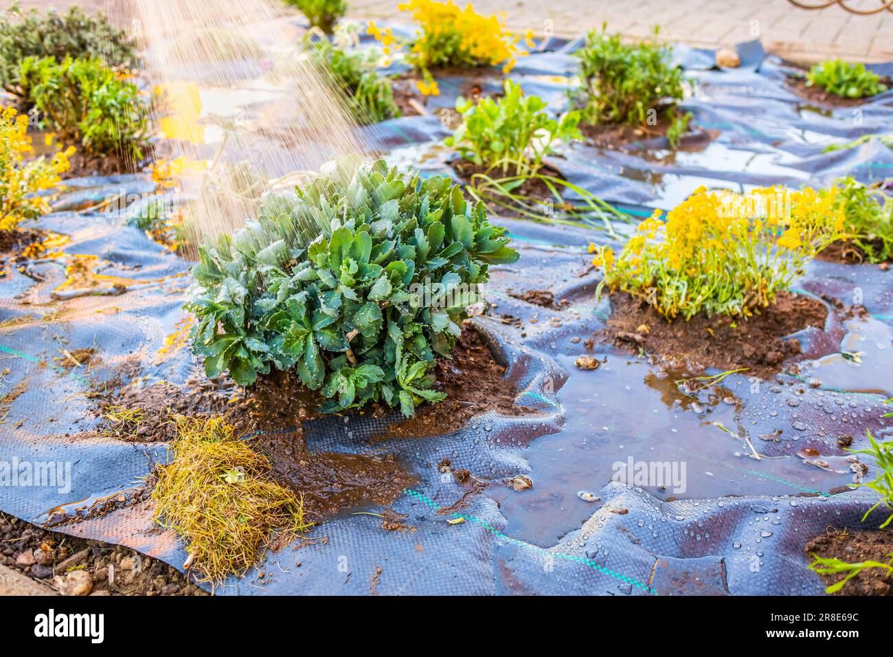 Installer du tissu anti-mauvaises herbes et du paillis d'écorce dans un jardin résidentiel pour contrôler l'épandage des mauvaises herbes Banque D'Images
