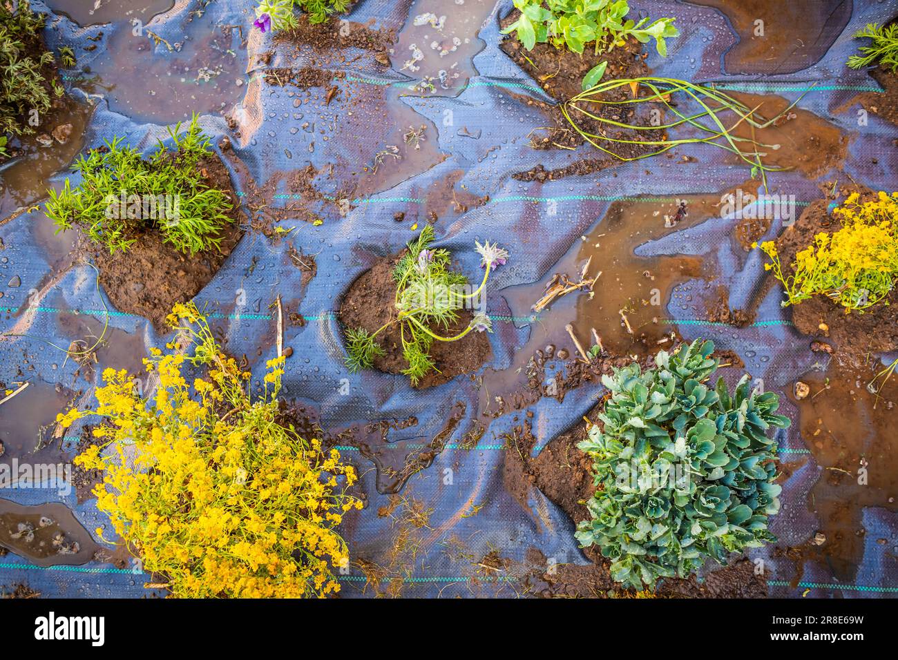 Installer du tissu anti-mauvaises herbes et du paillis d'écorce dans un jardin résidentiel pour contrôler l'épandage des mauvaises herbes Banque D'Images